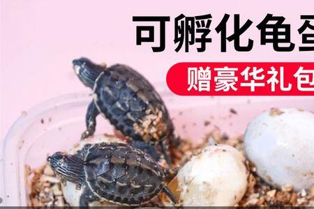 乌龟蛋为什么会越来越凹进去