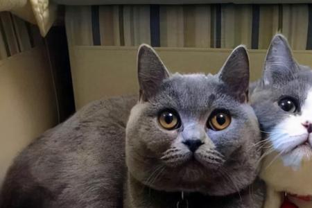 蓝猫两只应该养公猫还是母猫