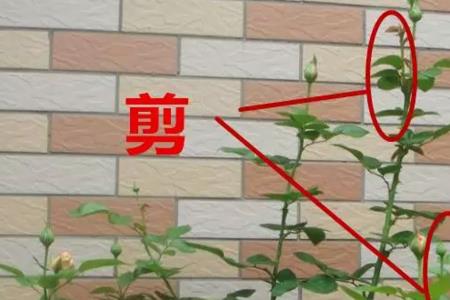 夏天月季花开过花后如何修剪