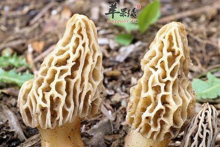 羊肚菌受潮可以吃吗