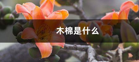 木棉胸垫是什么