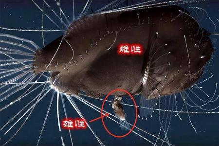 鮟鱇鱼是水滴鱼吗