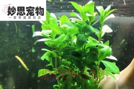 适合鱼缸里的沉水植物