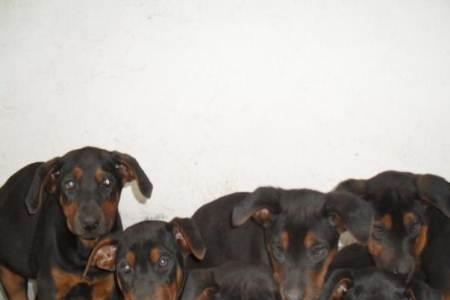 莱州红和红狼犬是一个品种吗