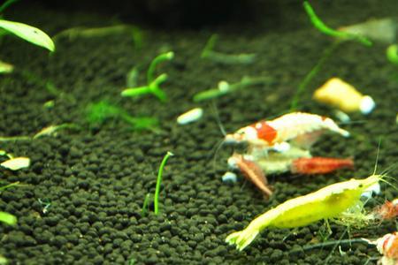水晶虾最低能耐多少度