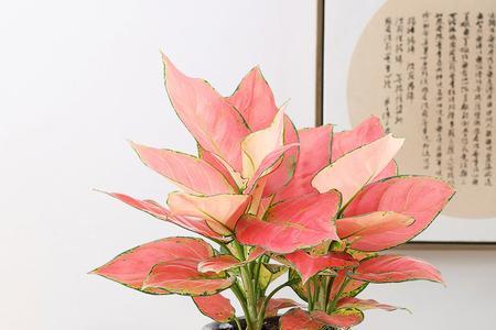 吉利红长出来的花苞需要剪掉吗