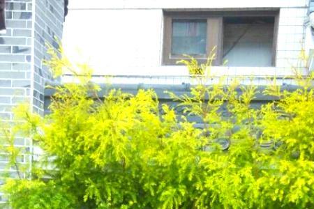 适合四川省阳台种植的花草树木