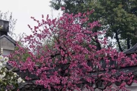 东阳景用什么嫁接