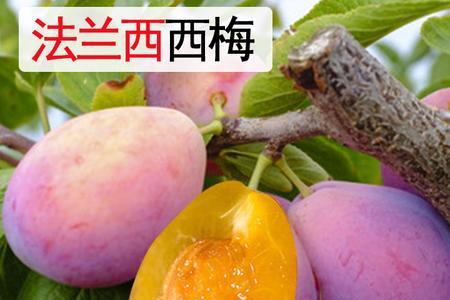 南京可种法兰西西梅吗