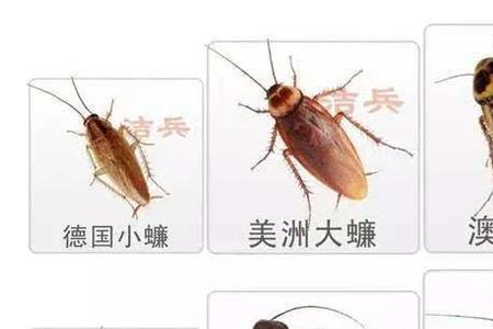 四川为什么见不到蟑螂