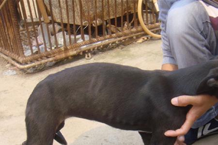 买格力犬买什么样的品种好