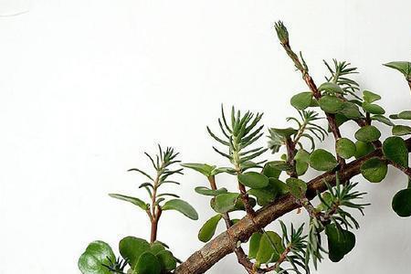马齿苋怎样嫁接