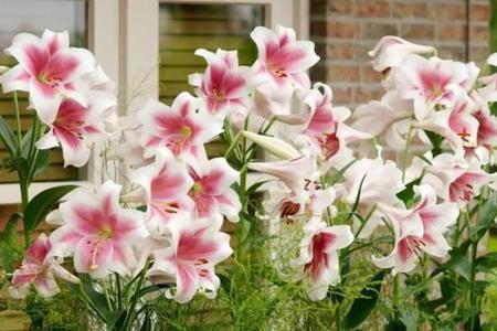 8月份种百合春节能开花吗