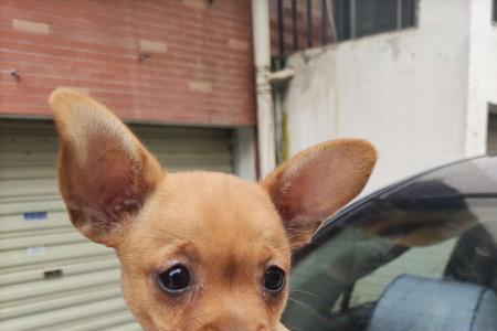 小鹿犬掉毛有多厉害