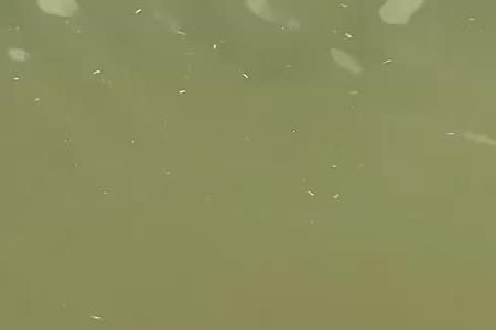 小鸭子吃泡沫箱了怎么办