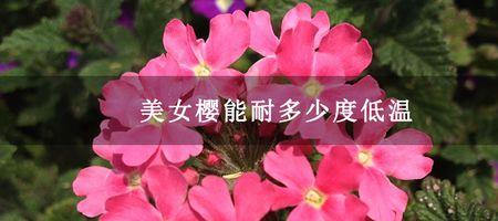 爱媛62号最低能耐多少度