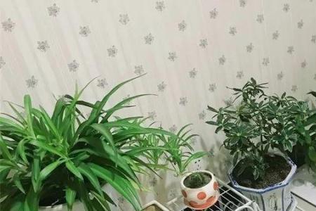 养花可以用氧气泵吗