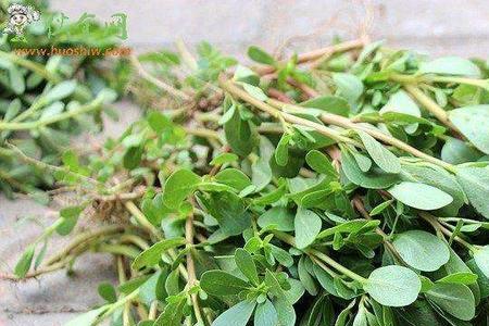 蚂蚱菜含草酸高吗