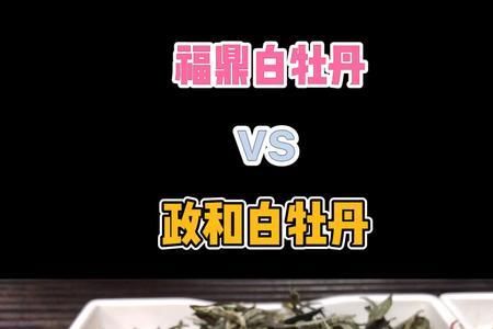政和白牡丹什么时间上市