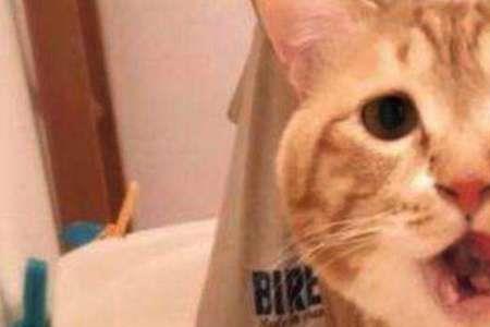 猫叫猫子多长时间