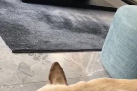 法斗能当护卫犬么