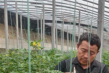 温室大棚小柿子种植方法