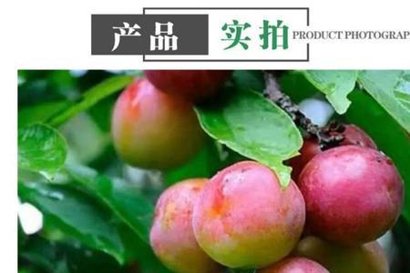 种植国丰七号李子的利润