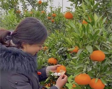 树上现摘爱媛怎么挑选