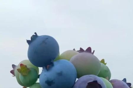 苏斯兰蓝莓优缺点