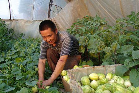 大棚甜瓜一亩栽多少棵