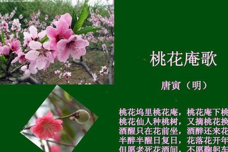 喊麦桃花庵是什么歌