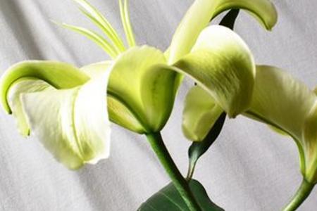 开的花像百合花一样的树