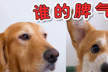 柯基和蓝猫哪个好