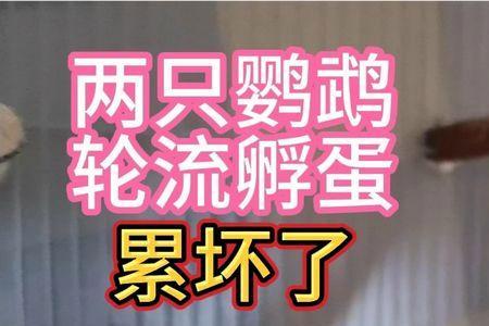 玄凤鹦鹉孵蛋需要注意什么