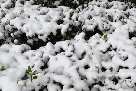 洁白的雪花后面是什么
