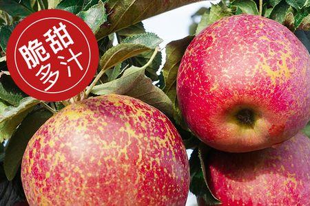 苹果一年有几季