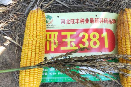 玉米种子1219和益农玉14哪个好