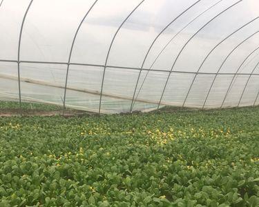 紫罗兰油菜怎么浇水