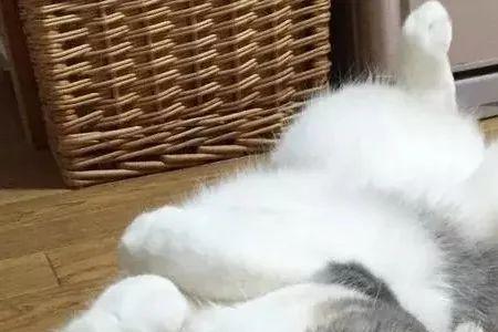 训练猫咪喂什么