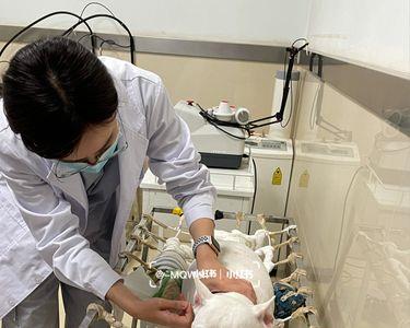 法斗脖子抬不起来