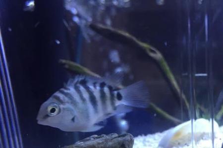 萨伊蓝怎么区分公母