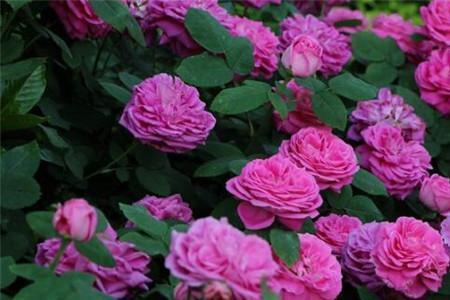 夏季芬达爬藤月季怎么养护