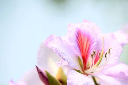 红紫芳菲这个词中芳和菲的意思