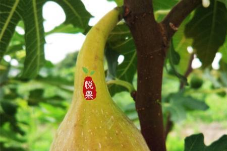 波尔多无花果特点