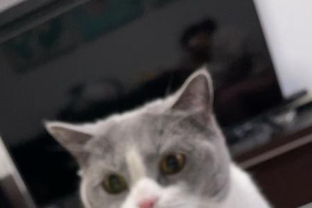 猫咪坐月子牛奶需要加热吗