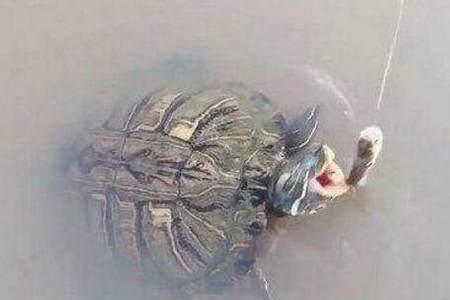 乌龟咬另一只龟怎么惩罚