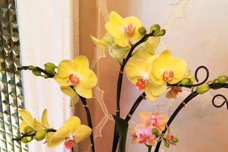 立邦蝴蝶兰颜色怎么调色