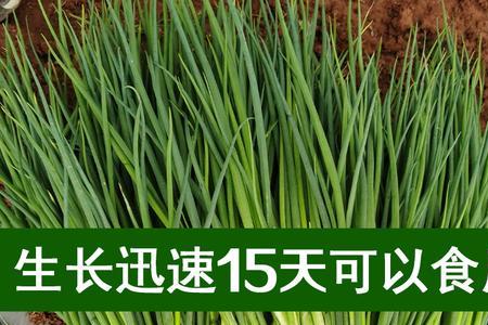 小红葱什么时候收种子