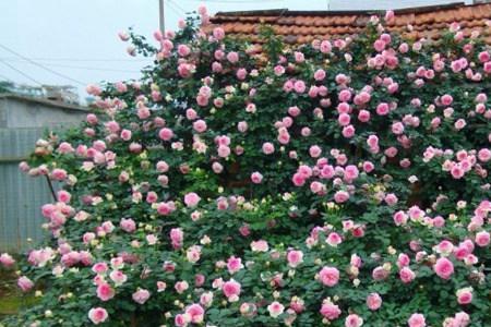 藤本月季旁边可以栽什么花