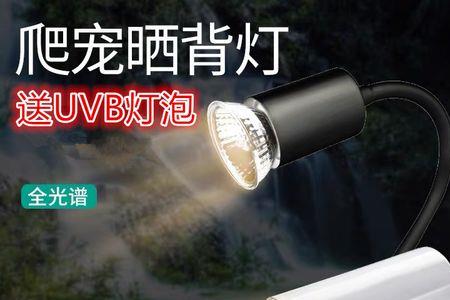乌龟晒背灯可以替代爆藻灯